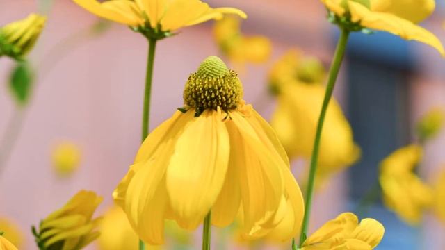 20 Irische Lieder:  4 `Since greybeards inform us that youth will decay` WoO 153/ 4 - Beethoven смотреть онлайн