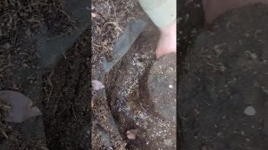 Замачивание голубики перед посадкой