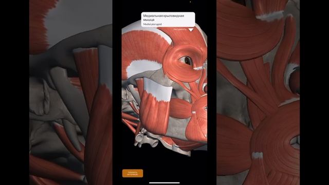 ШПАРГАЛКА.Миология.Жевательные мышцы #anatomy #shorts