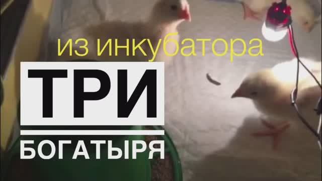Птенцы из САМОДЕЛЬНОГО инкубатора