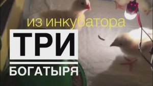 Птенцы из САМОДЕЛЬНОГО инкубатора