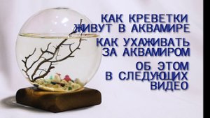 Аквамир - миниаквариум, не требующий ухода