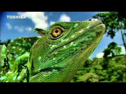 Toshiba 4K Video Dazzle in Dolby Digital 4K Ultra HD 60FPS смотреть онлайн
