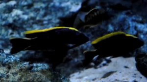 MALAWI 500L Otopharynx lithobathes black orange dorsal