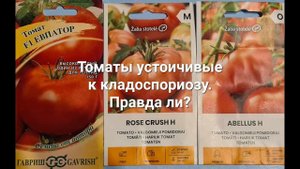 Томаты устойчивые к кладоспориозу. Правда ли?