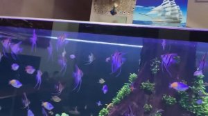 Аквариум со скаляриями и радужницами от Hoàng Anh Đinh