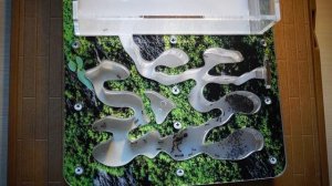 Переувлажнение формикария