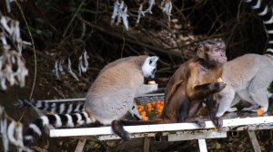 3765257-uhd_3840_2160_30fps