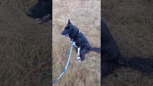 Під лежачий камінь вода не тече! А лінива Варуна - ходитиме.Спинальна хода.Розрив спинного мозку.