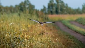 Расул Галимов. Авторская песня "Я хочу ещё спеть"