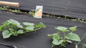 Семена тыквы Арабатской НК Элит. От семян до урожая.