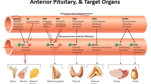 Holes Chapter 13 Endocrine system video смотреть онлайн
