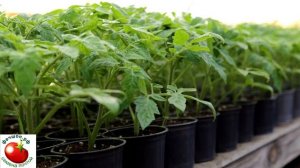 Штамбовые помидоры посадил и забыл!