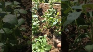 Львиный ЗЕВ(антириум)19.04.24 высадка в открытый грунт,коренастая рассада