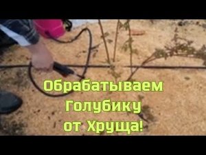 Обработка Голубики от Хруща!!!