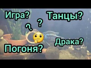 меланохромис майнгано - брачные танцы (Melanochromis Cyaneorhabdos)