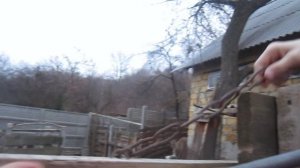 козы научились распознавать  команду