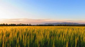 4539974-hd_1920_1080_24fps