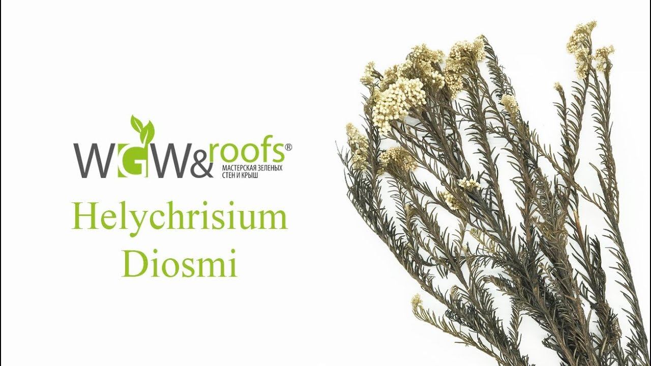 Стабілізовані рослини:  Діосмін/Helychrisium Diosmi
