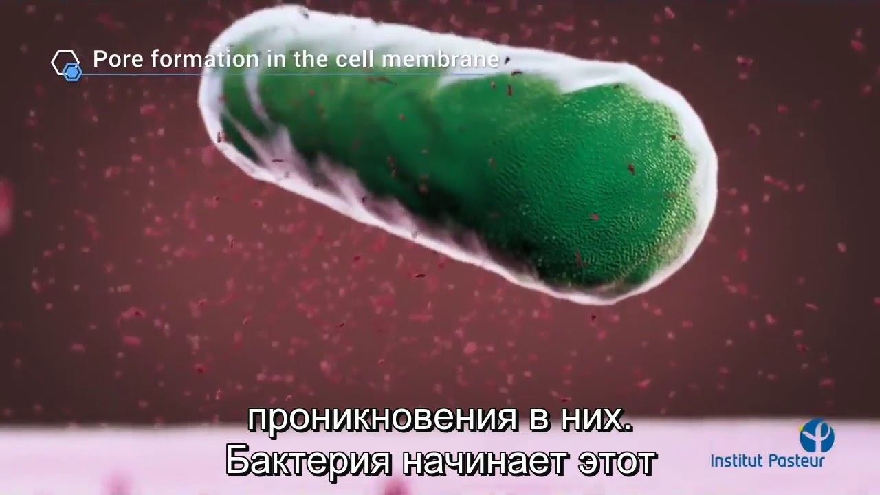 Листерия