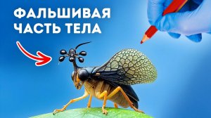 Не раздавите это насекомое, если его увидите, и вот почему его лучше руками не трогать