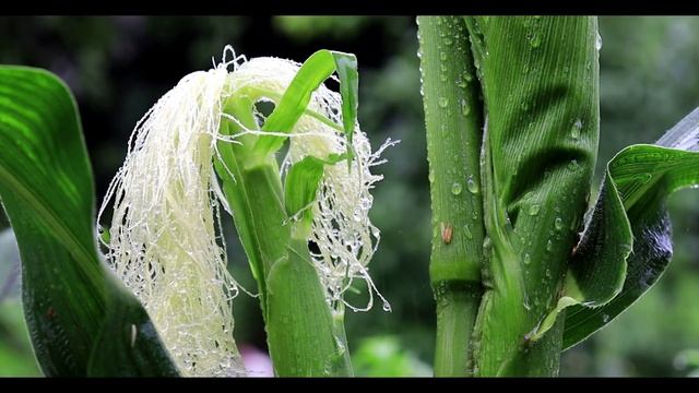[Sub] 꽃피는 산골에 폭우가 내리면,,, / When heavy rain falls on the mountain house,,, смотреть онлайн