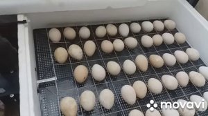 Закладка индюшинных яиц в инкубатор "Несушка"9.04.2021г.