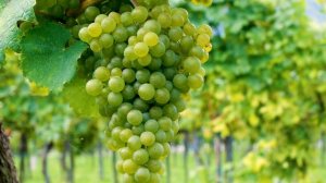 9107013-uhd_3840_2160_25fps