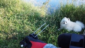 Доработка вставки обечайки в Эдган Леший 2