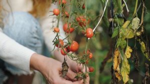 5478929-uhd_3840_2160_25fps