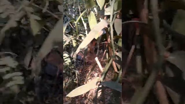 എന്റെ വാനില കൃഷി, കൊപ്പം. മേൽമുറി. 884812 1283(4) смотреть онлайн