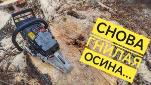 Валка сложного дерева // Гнилая осина с уклоном // Работаем бензопилой ZimAni 365PRO