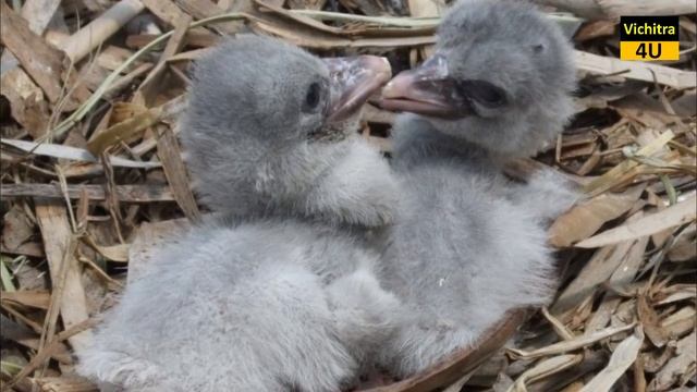 ये पक्षी अपने ही बच्चों से नफरत करते हैं और मार देते हैं उन्हे । Strange behavior of Shoebill Bird смотреть онлайн