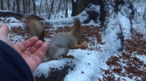 Орешки для белок. Немного о серой белке