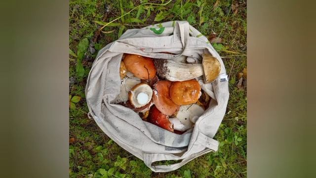 Гриб и огурец-в животе не жилец! смотреть онлайн