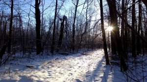 3 декабря 2022 года. Зимний лес . # 604