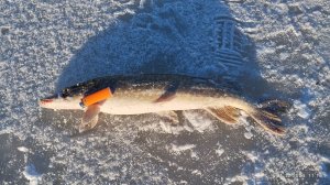 рыбалка 01.12.2024