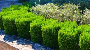 Черенкование, Размножение Розмарина