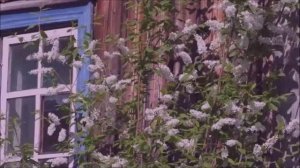 "Ах, черёмуха белая" исполняет Галина Сливко . 27.03.2022.mp4