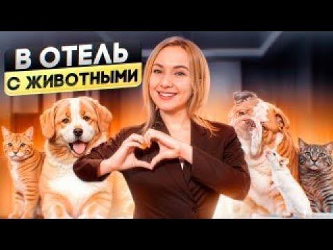 Как путешествовать с питомцем и жить в отеле?