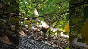 Неизвестная птица на крыше.