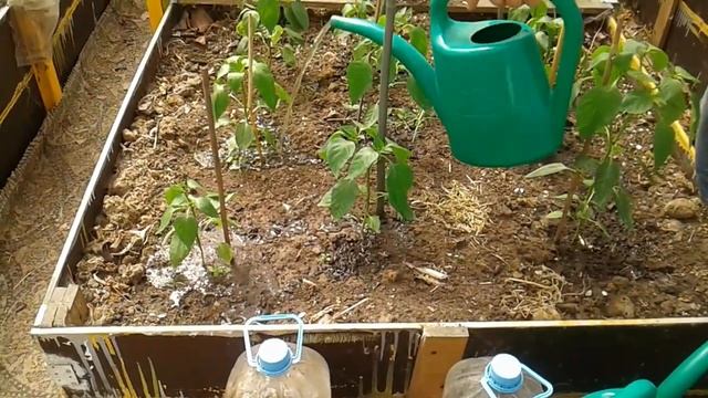 Маленький Огородик Елены Тереховой - Травяная подкормка 03.07.2022 смотреть онлайн