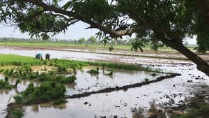 5636708-hd_1920_1080_30fps