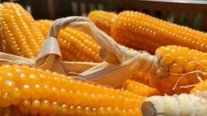 9429439-uhd_3840_2160_30fps