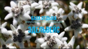 ЛЕЧЕНИЕ ПАНТОВЫМИ ВАННЫМИ НА АЛТАЕ