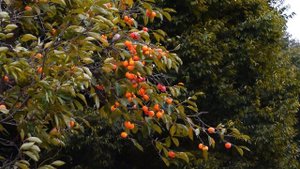 9923209-uhd_3840_2160_30fps