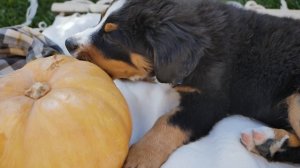 5430716-hd_1920_1080_25fps