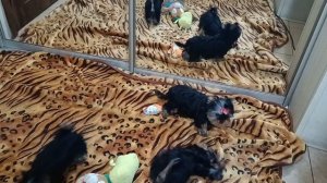 Щенки йорка