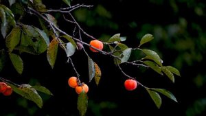 11202626-hd_3840_2160_30fps