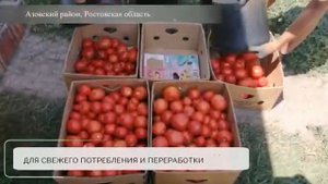 Томат Мартино F1 т.89081923283